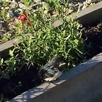 Vaelja Летний дом Падасте