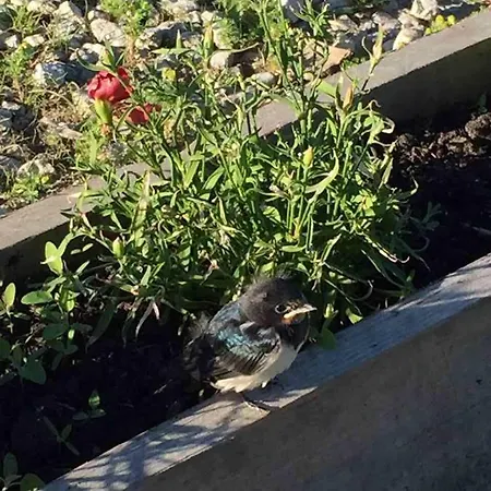 Vaelja Maamaja Padaste (Muhu)